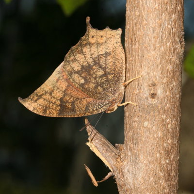 Leafwings : Subfamily Charaxinae