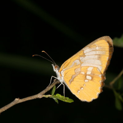Common Mestra
