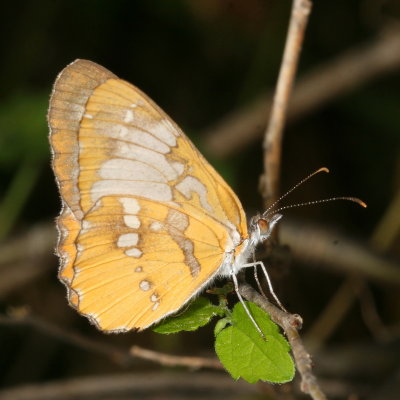 Common Mestra