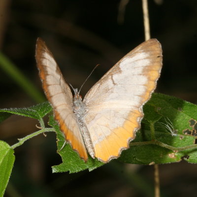 Common Mestra