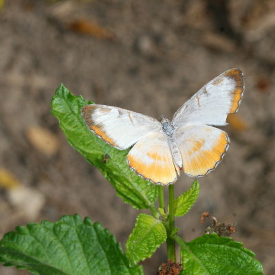 Common Mestra 