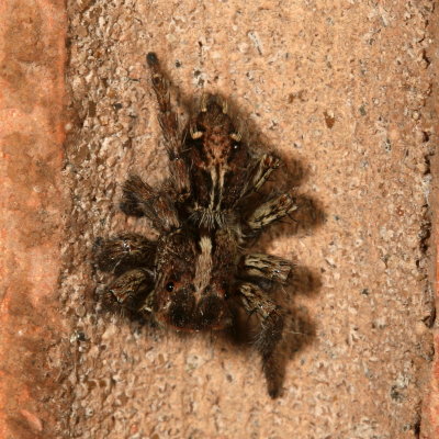 Plexippus paykulli * Pantropical Jumper