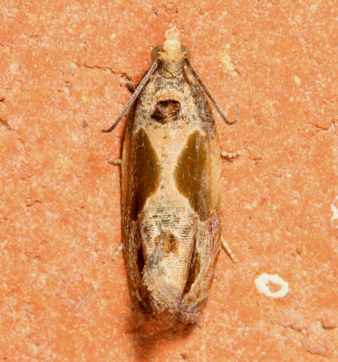 Hodges#2749 * Sculptured Moth * Eumarozia malachitana