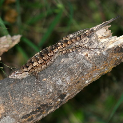 Texas Spiny Lizard