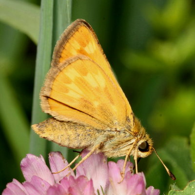 Indian Skipper