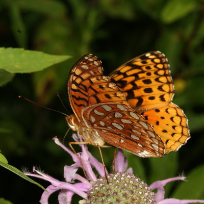 Aphrodite Fritillary