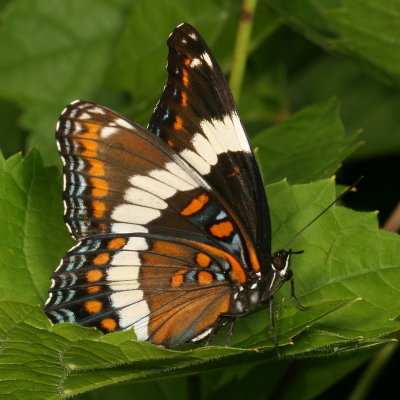 White Admiral