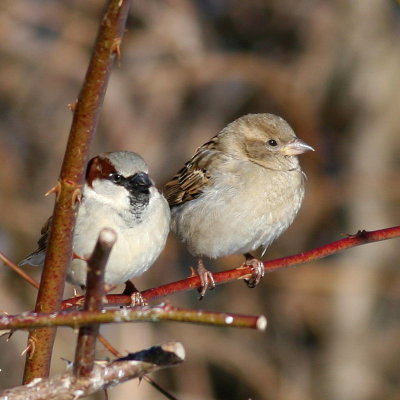 House Sparrow