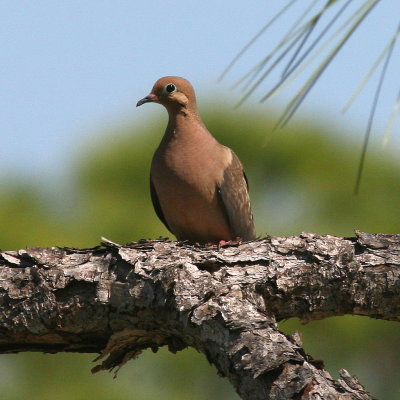 Mourning Dove