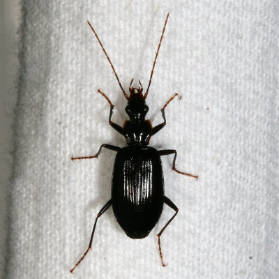 Platynus tenuicollis (Tentative)