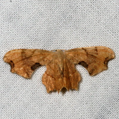 Hodges#7653 * Brown Scoopwing * Calledapteryx dryopterata