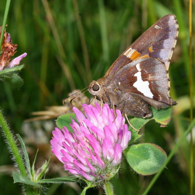 Silver-spotted Skipper