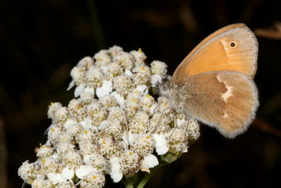 Common Ringlet
