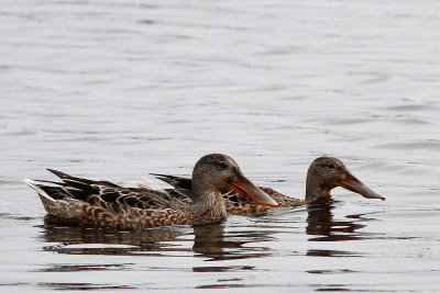 Northern Shoveler