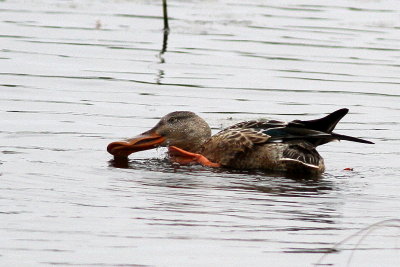Northern Shoveler