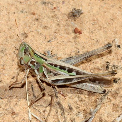 Syrbula admirabilis  ♀ * Admirable Grasshopper