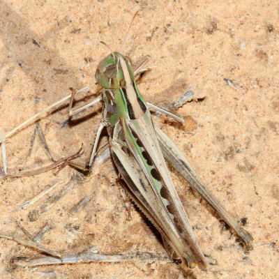 Syrbula admirabilis  ♀ * Admirable Grasshopper