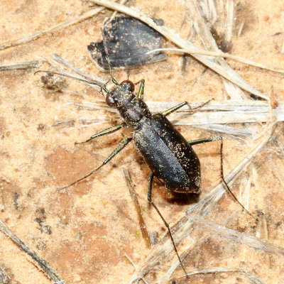 Sidewalk Tiger Beetle