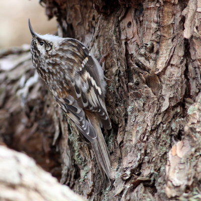 Brown Creeper