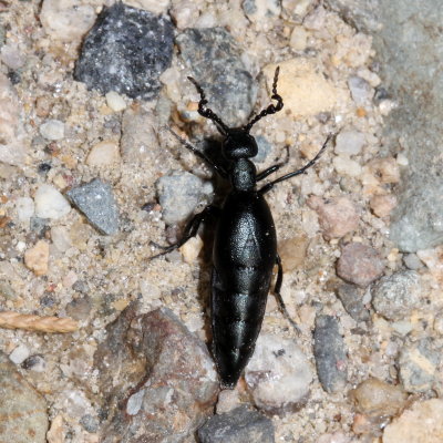 Meloe dianella ♂