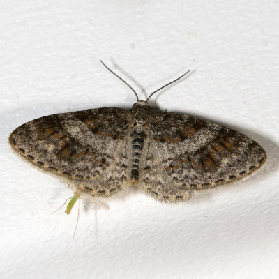 Hodges#7422 * Unadorned Carpet * Hydrelia inornata