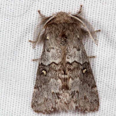 Hodges#7933 * Four-spotted Gluphisia * Gluphisia avimacula