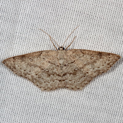 Hodges#7139 * Sweetfern Geometer ♀ * Cyclophora pendulinaria