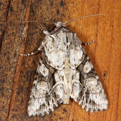 Hodges#10518 * Distinct Quaker ♀ *Achatia distincta