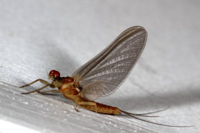 Ephemerellidae : Spiny Crawler Mayflies
