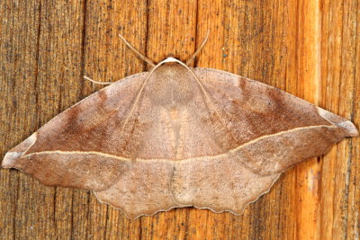 Hodges#6966 * Curve-toothed Geometer * Eutrapela clemataria