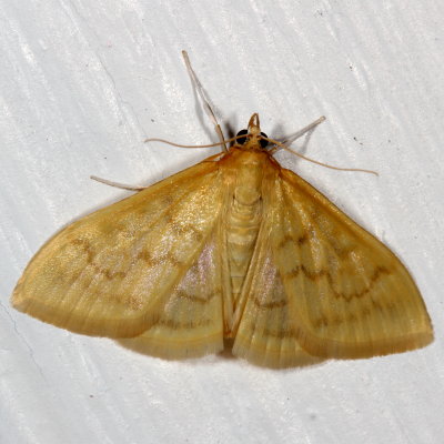 Hodges#4949 * European Corn Borer ♀ * Ostrinia nubilalis