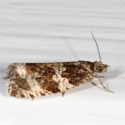 Hodges#2770 - Dusky Leafroller Moth * Orthotaenia undulana