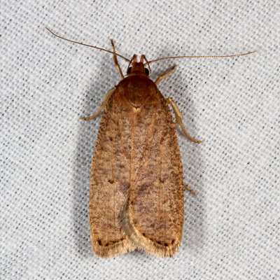 Hodges#0957 * Dotted Leaftier Moth * Psilocorsis reflexella