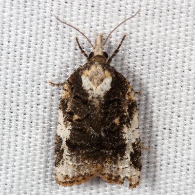 Hodges#3743 * Exasperating Platynota * Platynota exasperatana