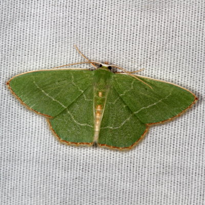 Geometroidea Moths : 6256-7662