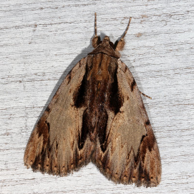 Noctuidae - Catocalinae Moths :  8770 - 8879