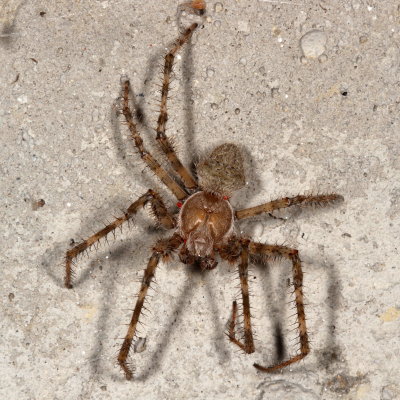 Araneus cavaticus - Barn Spider