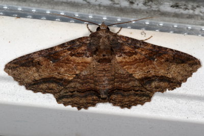 Hodges#8689 * Lunate Zale * Zale lunata
