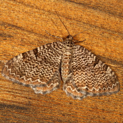 Hodges#7292 * Cherry Scallop Shell * Rheumaptera prunivorata