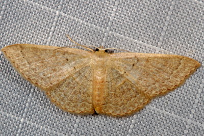 Hodges#7132 * Common Tan Wave * Pleuroprucha insulsaria