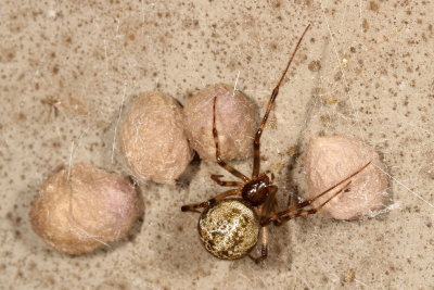 Parasteatoda tepidariorum * Common House Spider ♀