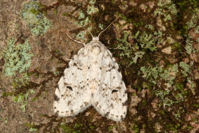 Hodges#8098 * Little White Lichen Moth * Clemensia albata