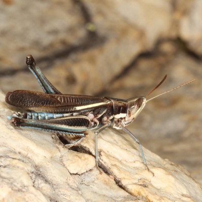 Syrbula montezuma ♂  * Montezuma's Grasshopper