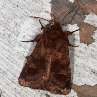 Hodges#10524 * Bronzed Cutworm Moth * Nephelodes minians