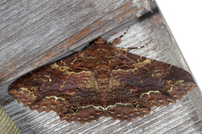 Hodges#8689 * Lunate Zale * Zale lunata