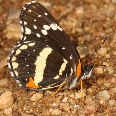 Bordered Patch