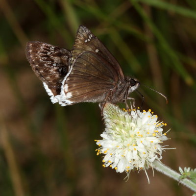 Mournful Duskywing