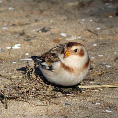 Snow Bunting