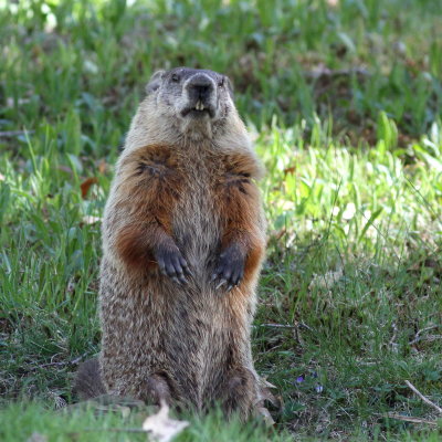 Woodchuck