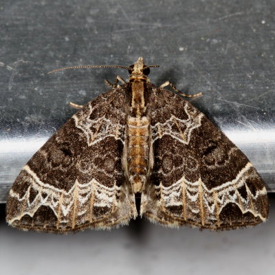 Hodges#7213 * Small Phoenix * Ecliptopera silaceata 